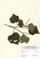 藏品(山芙蓉)的圖片